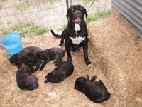 cucciolata cane corso rustico